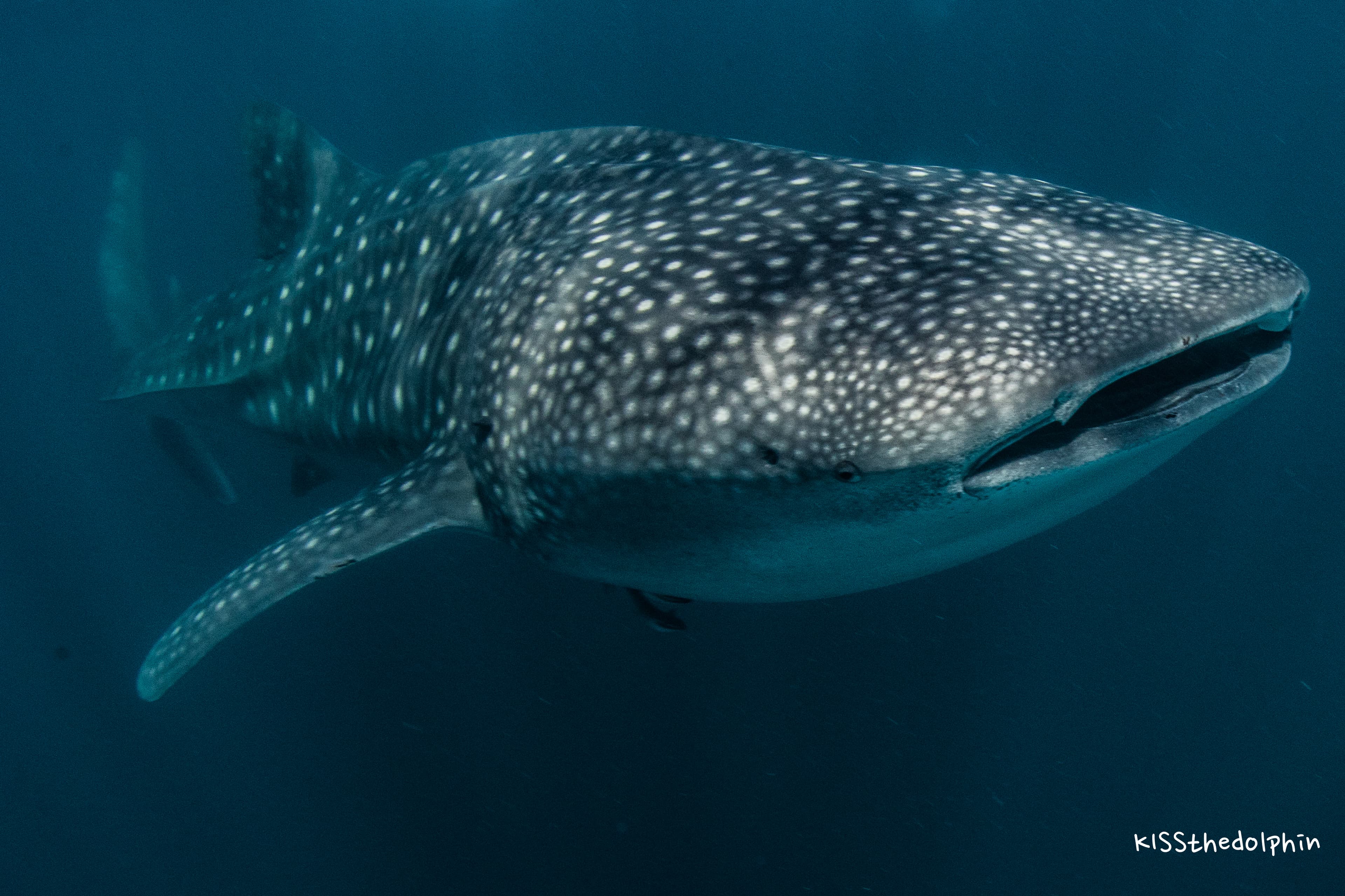 Exmouth Dive & Whalesharks Ningaloo