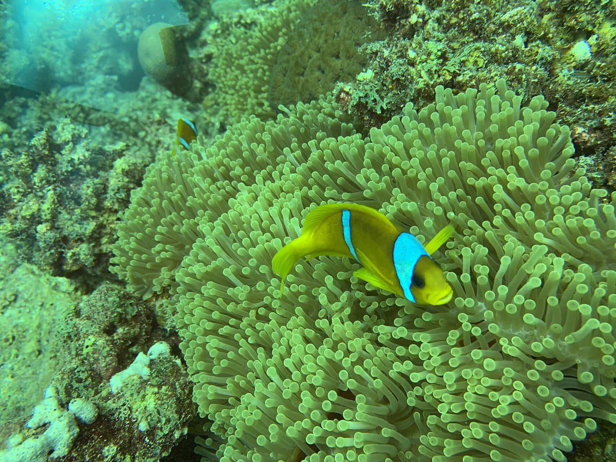 Hope of Spring Dive