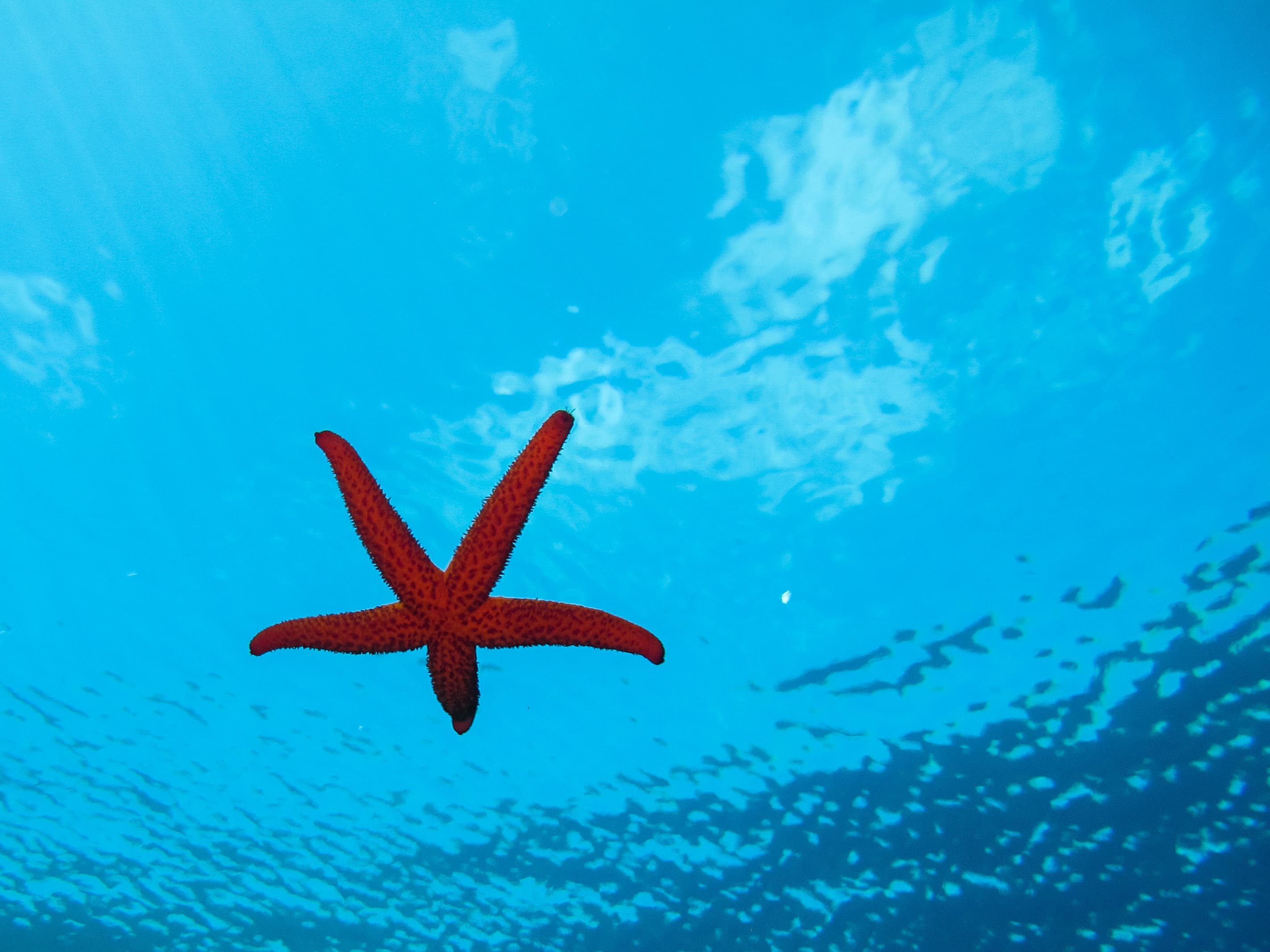 Aqua Divers Club