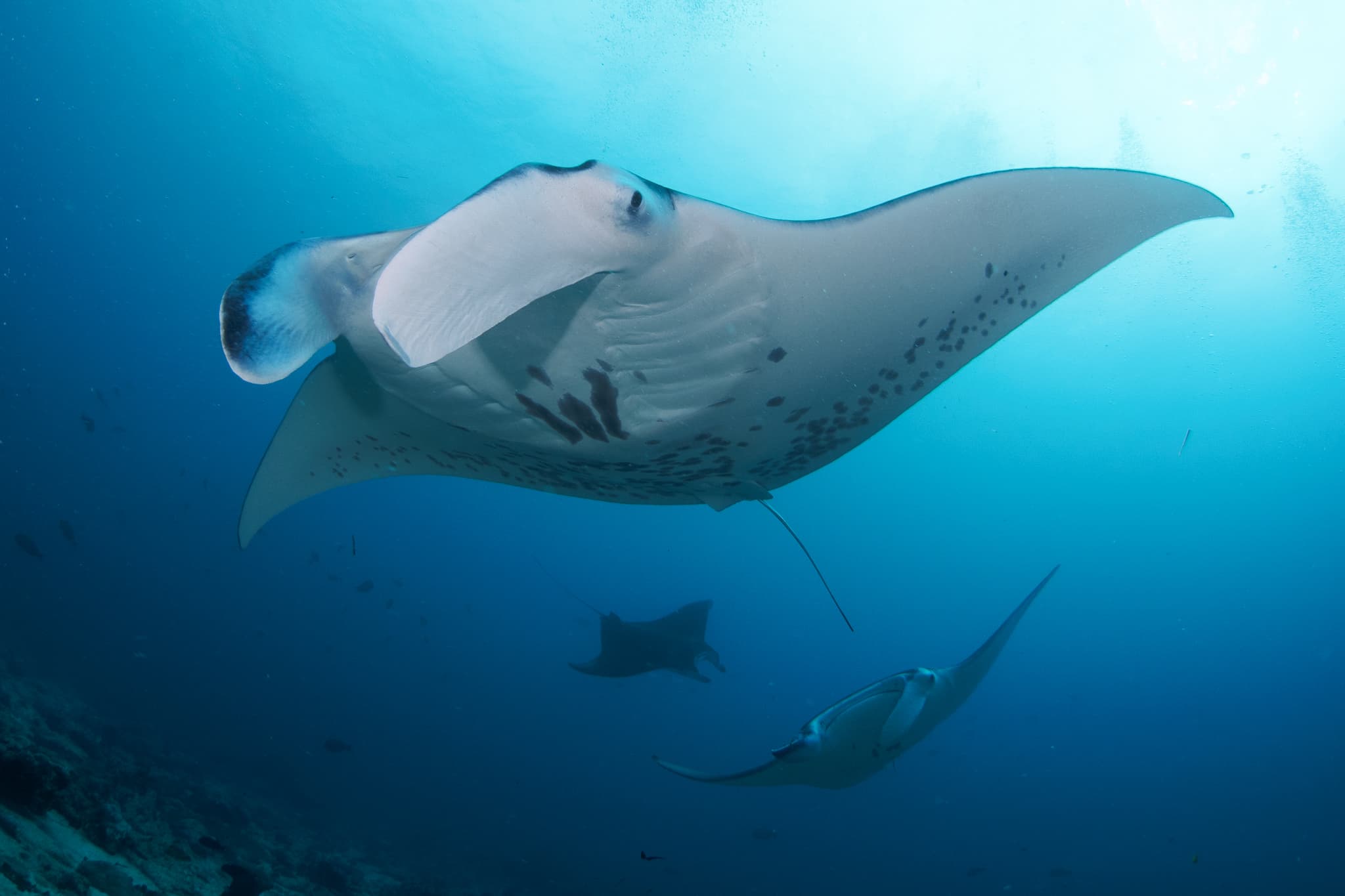 Bali Diving Academy