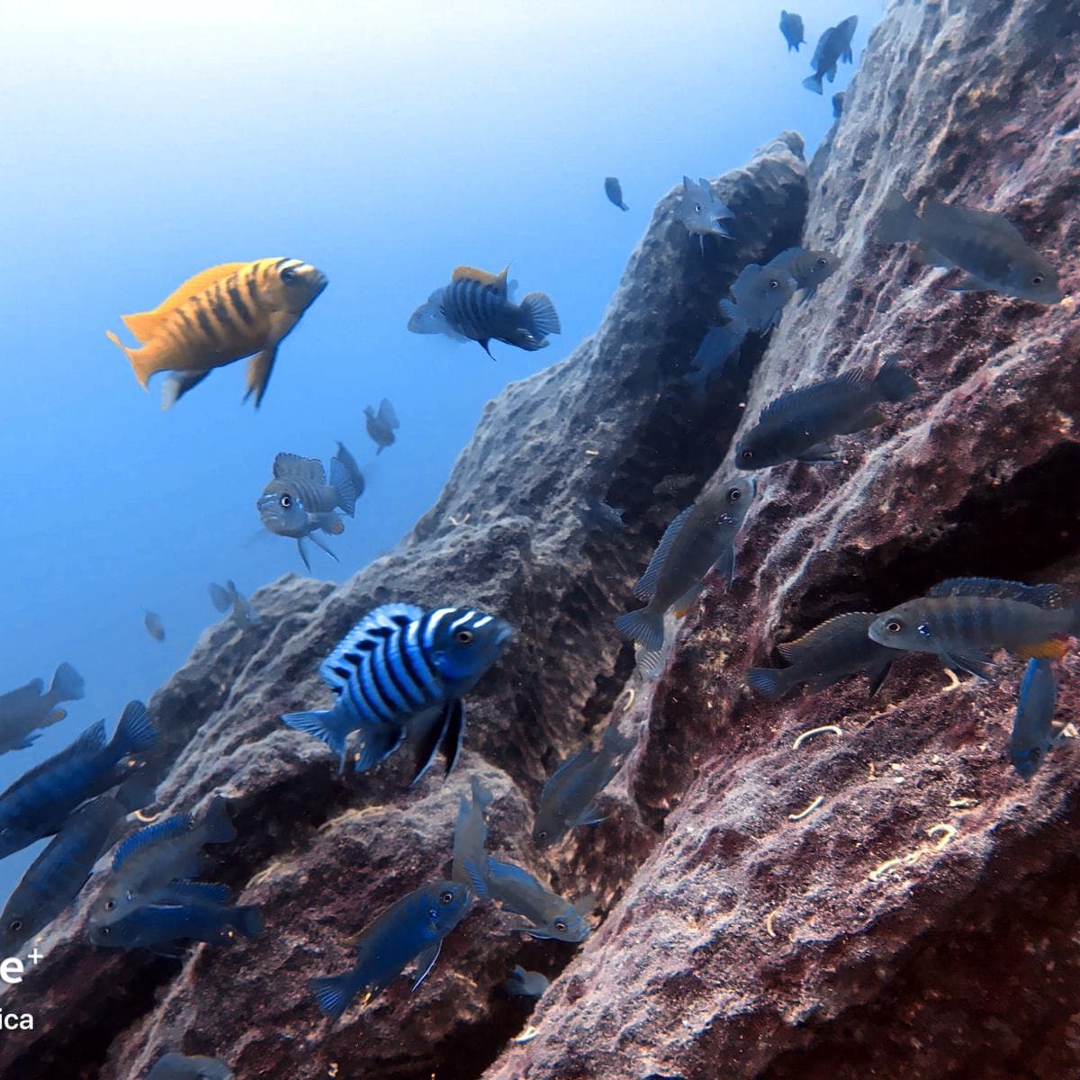 Aqua Africa