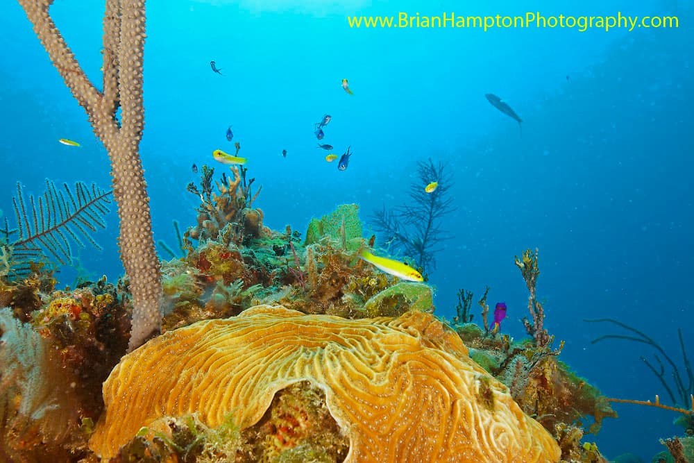 Dive Exuma