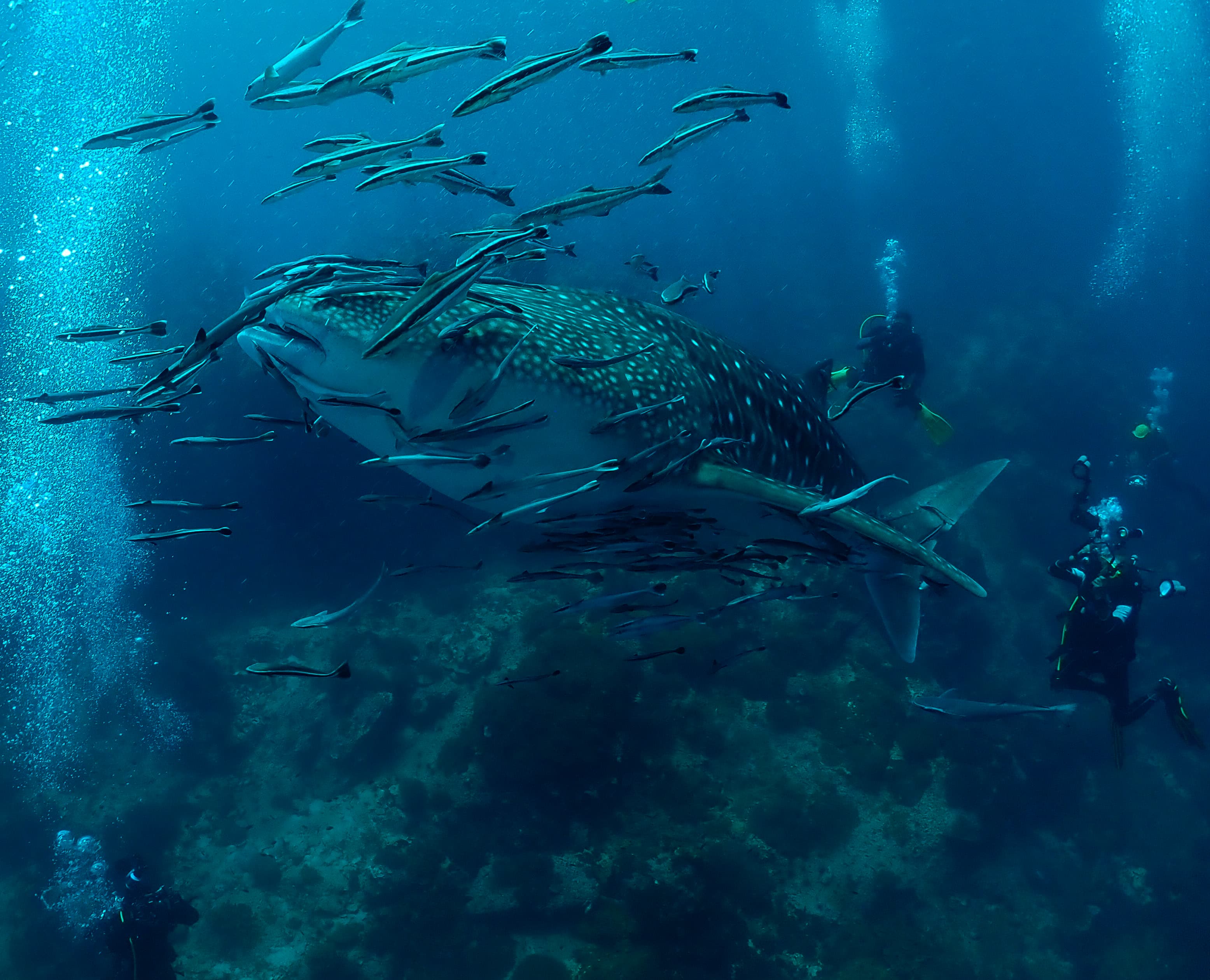 Sensui Dive Center
