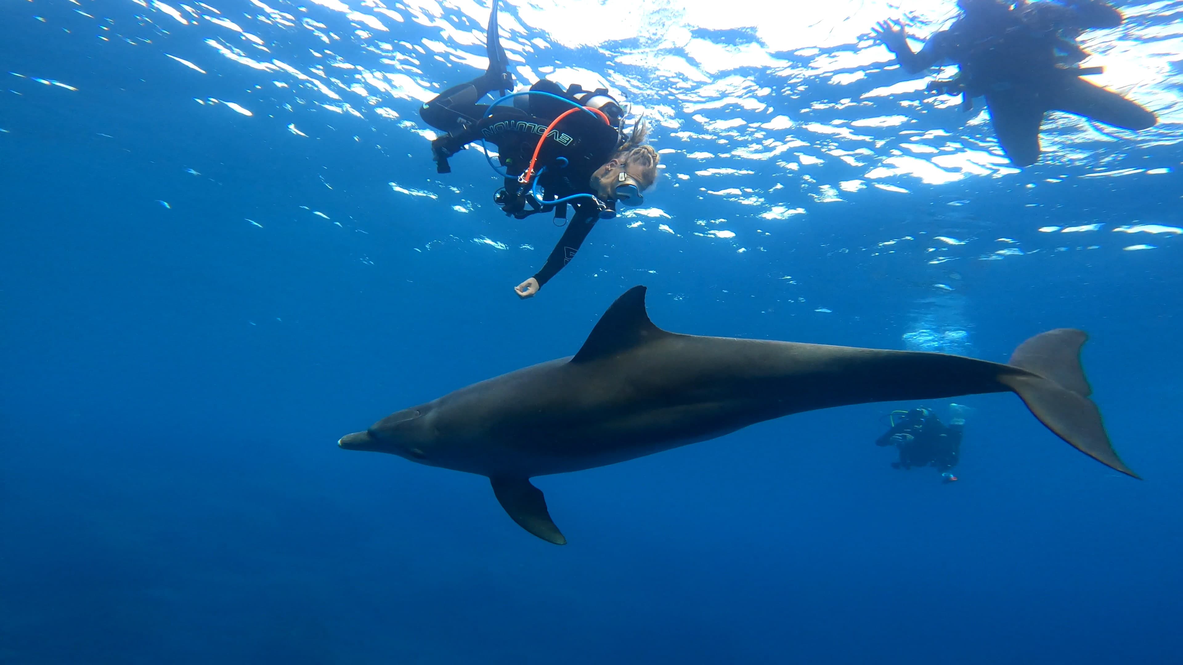Eco Dive