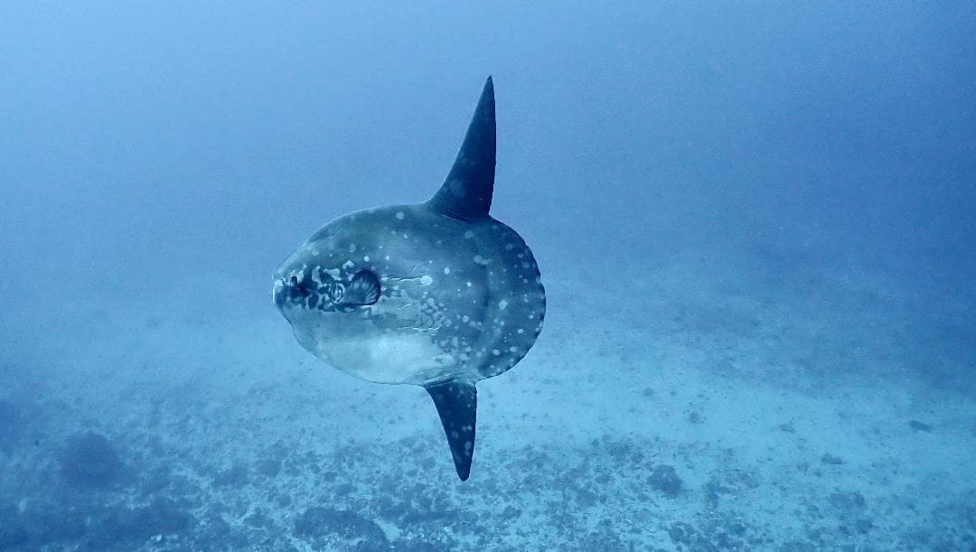 Bali Scuba Masters