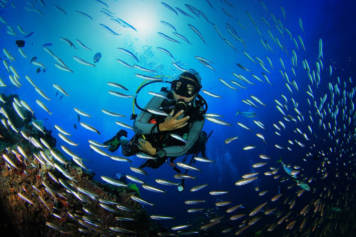 The Hawaiian Dive Company