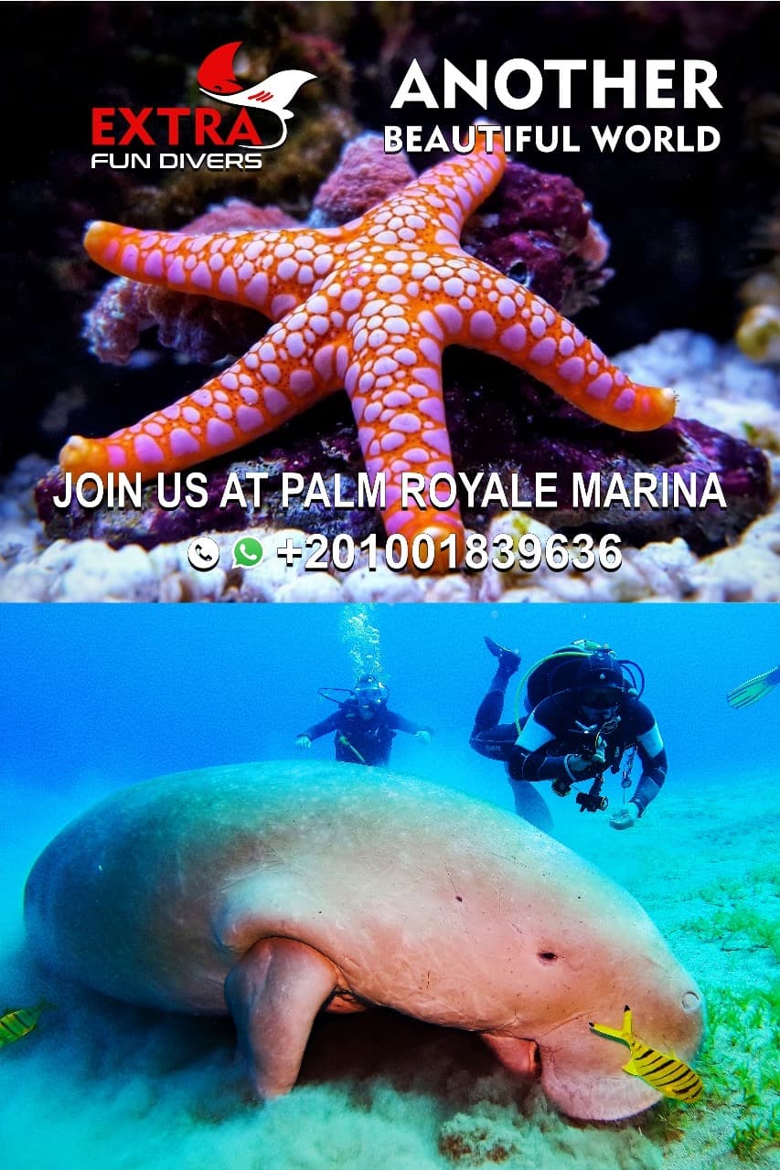 Extra Fun Divers
