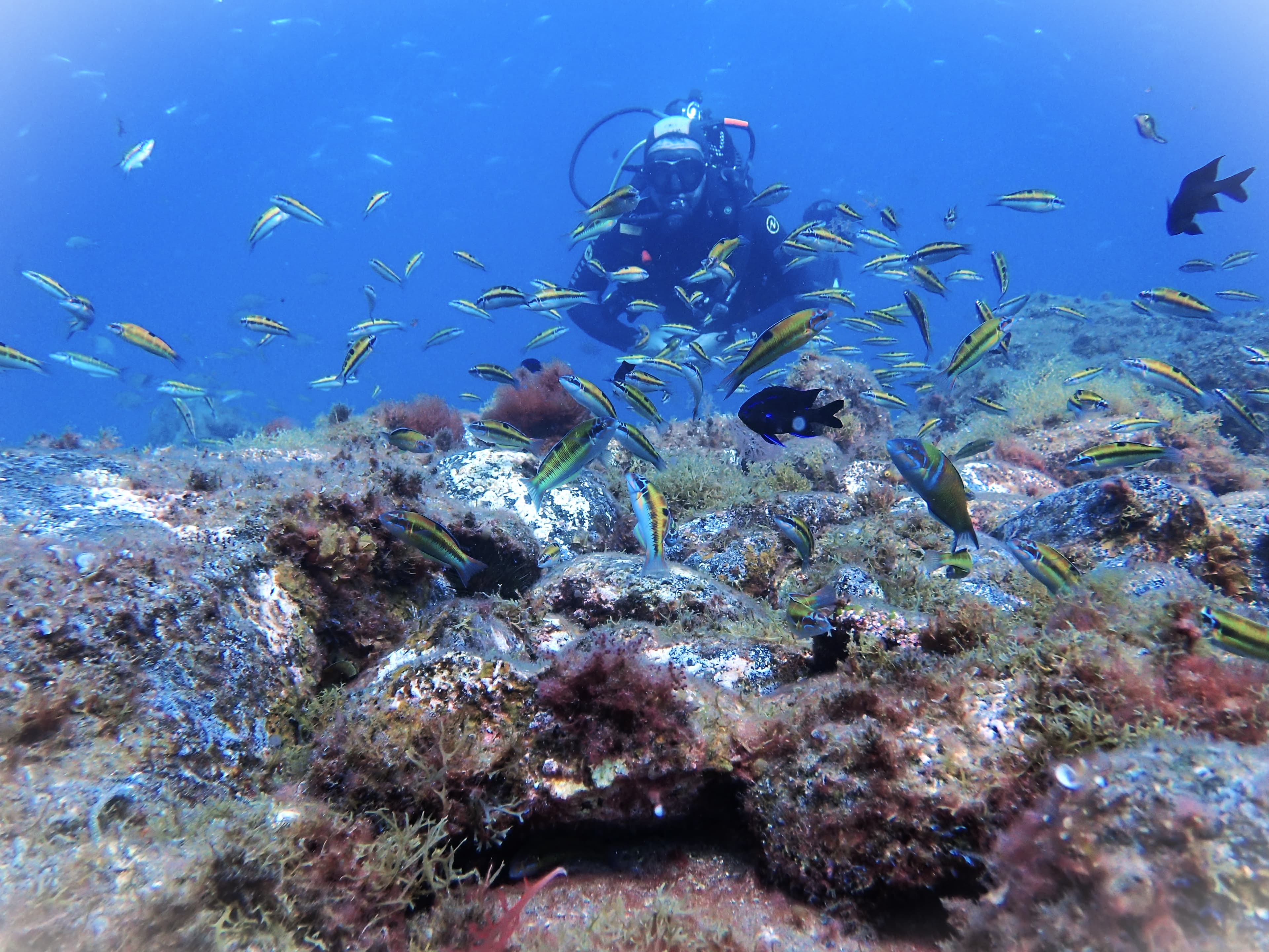 See You Diving
