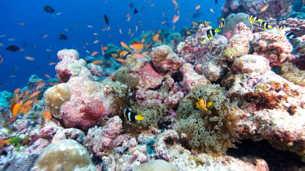 Hurawalhi Prodivers