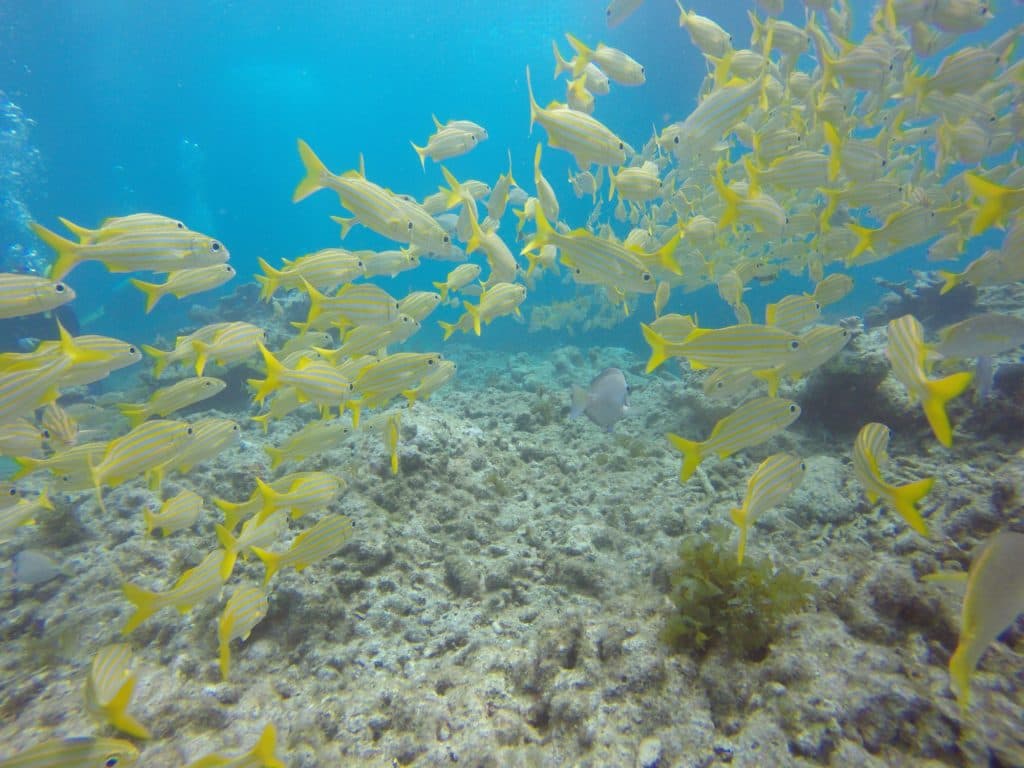 Scuba Fun