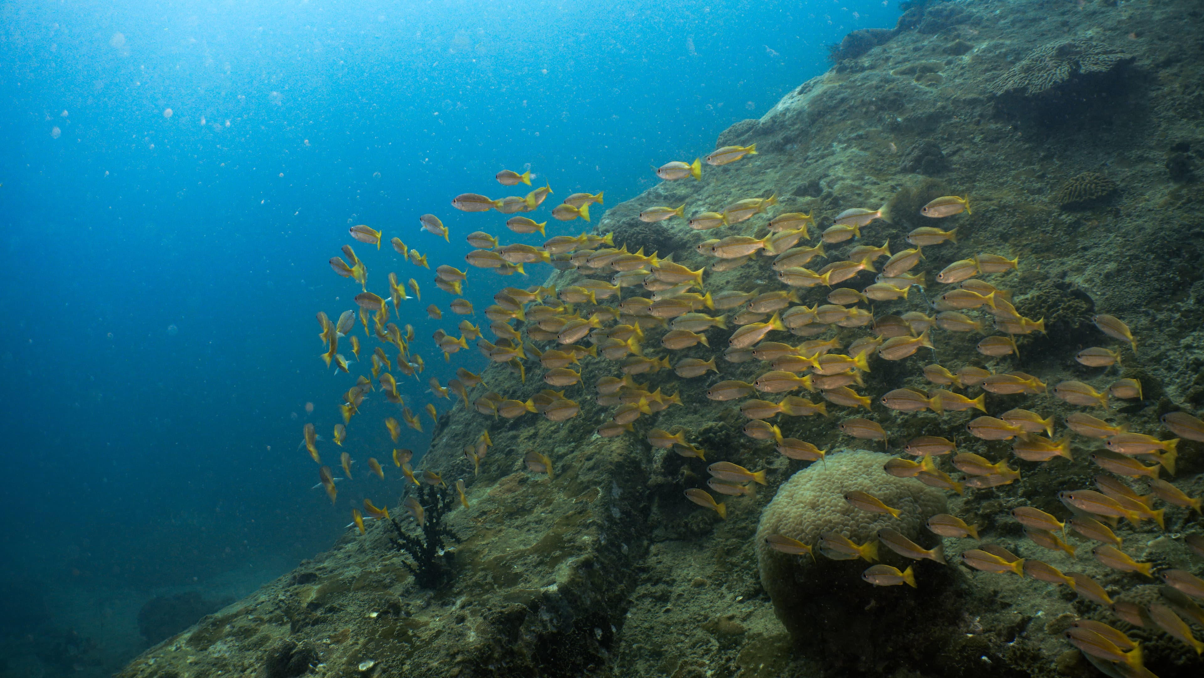 Satun Dive Resort