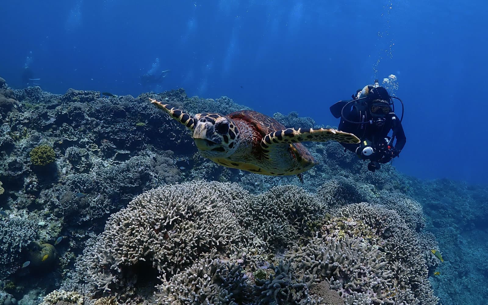 Craft Dive