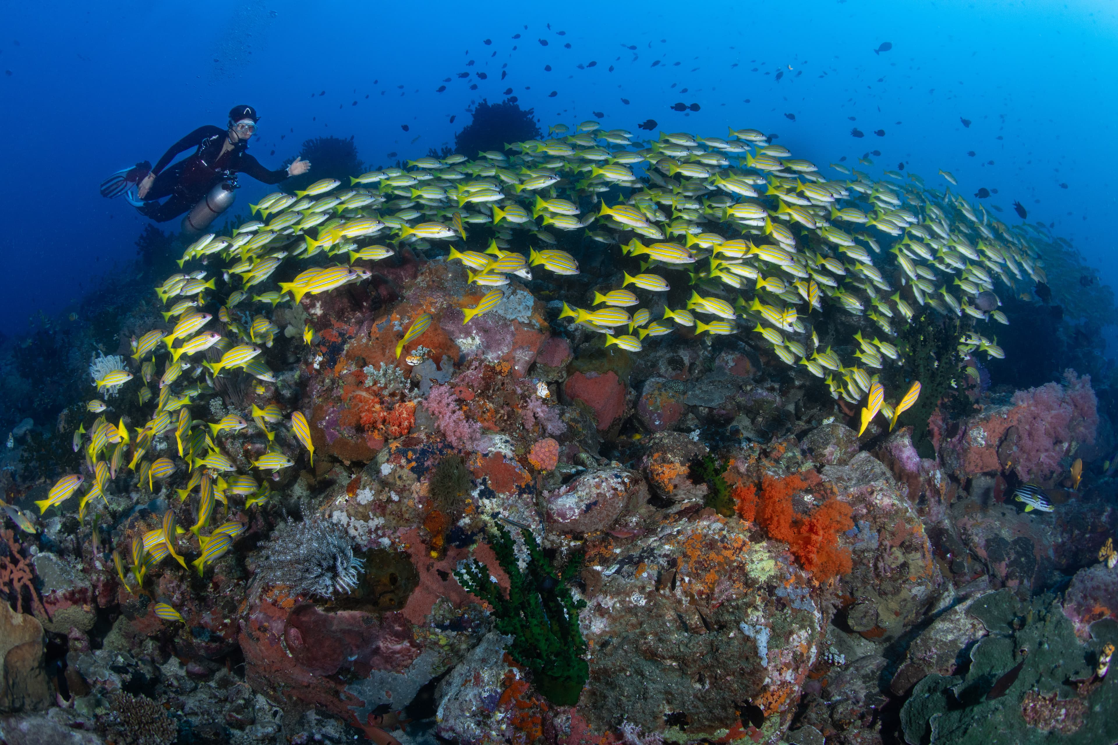 Tagaroa Dive Center