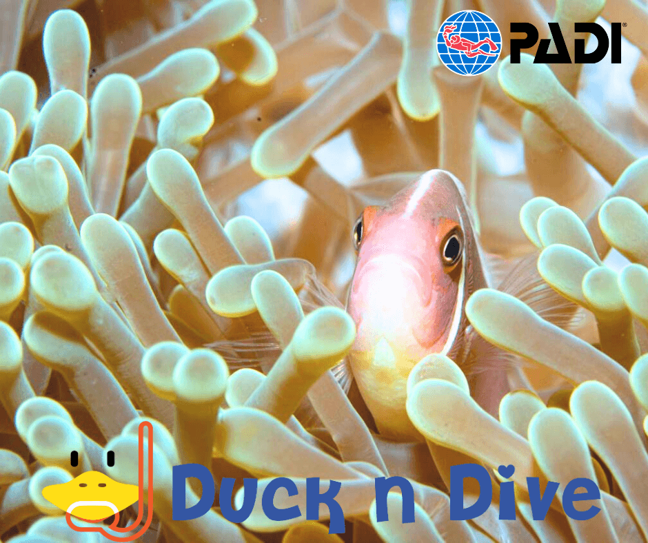 Duck n Dive Koh Tao