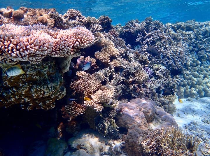 Alwajh Diver