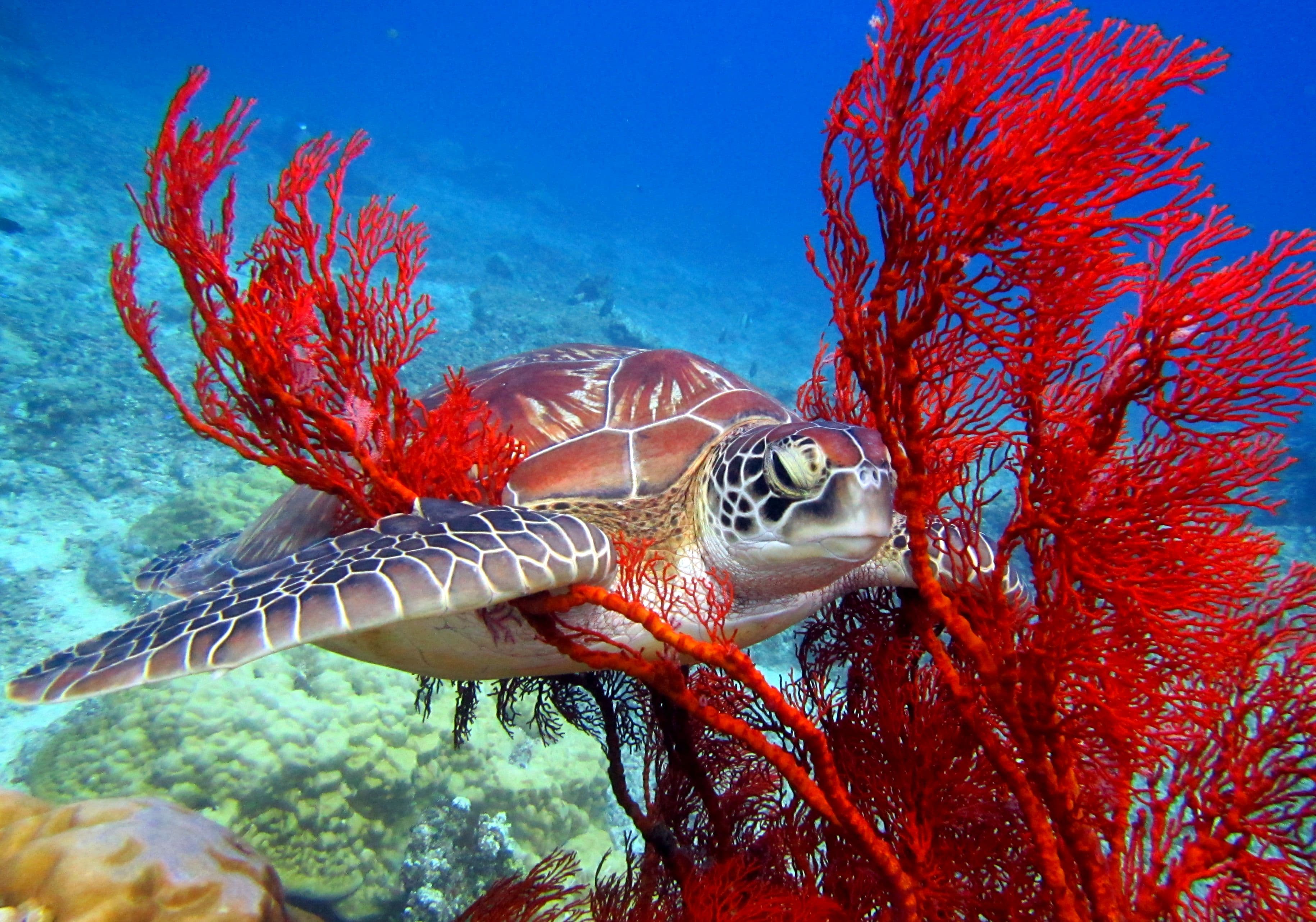 Terumbu Divers