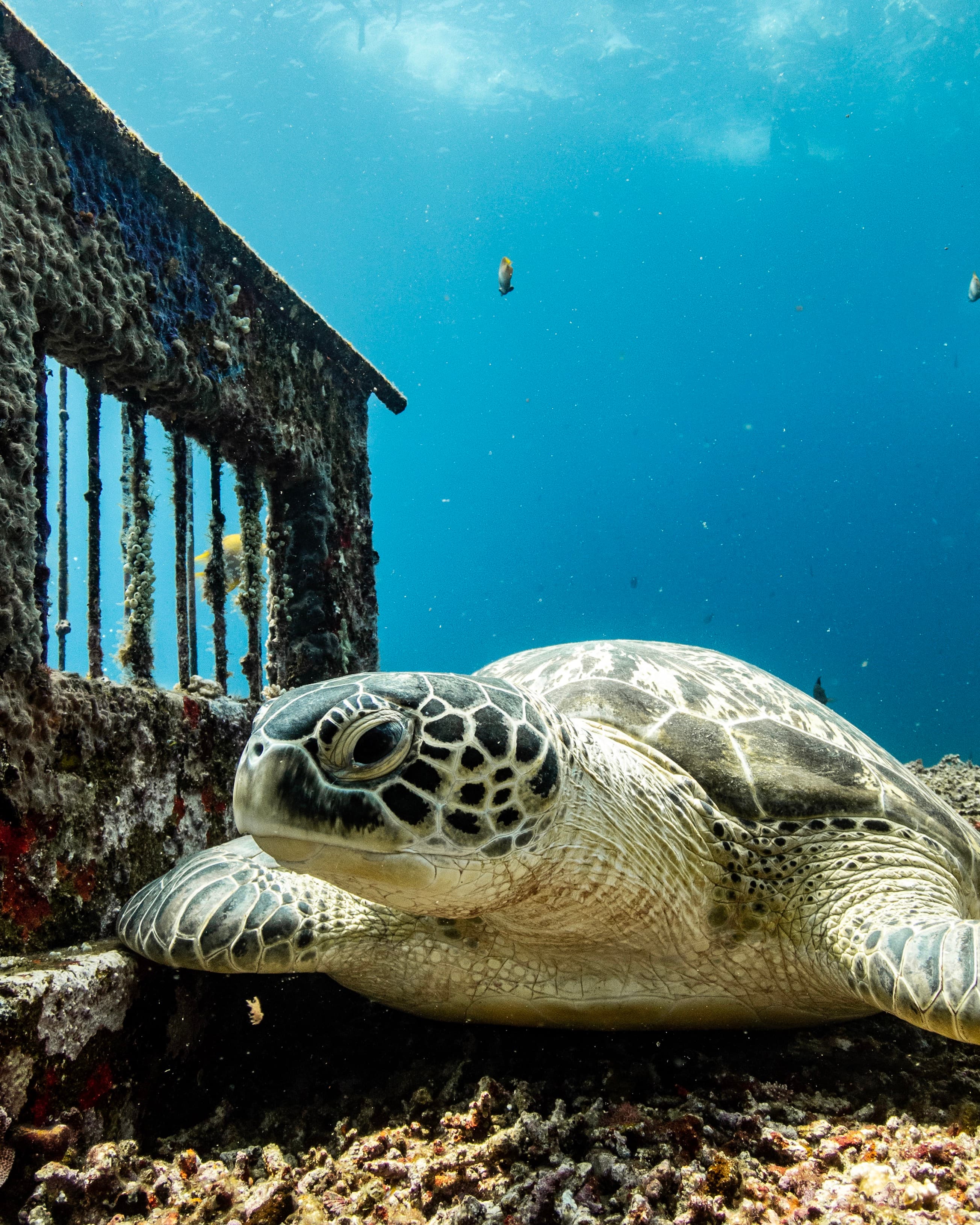 Dive Central Gili