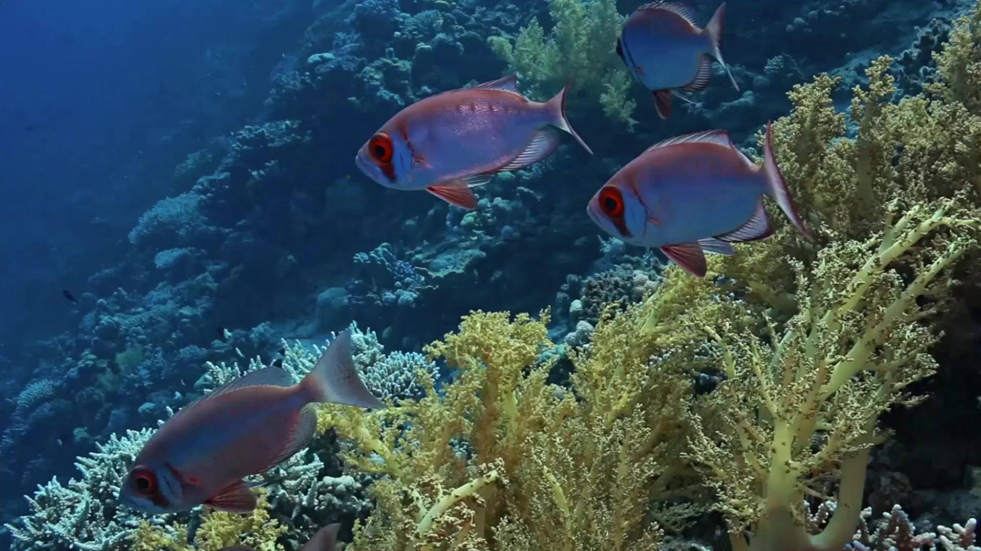 Dive-Project