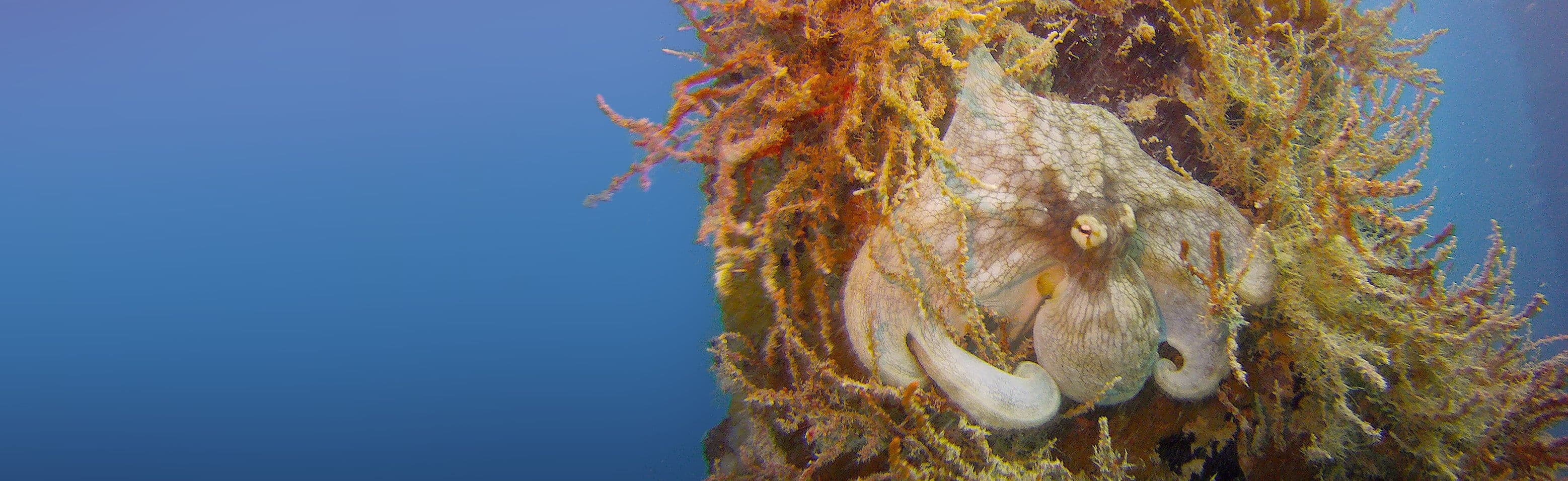 Isla Nena Scuba