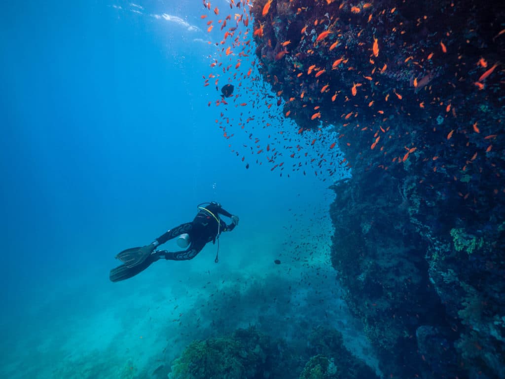 Fish and Friends