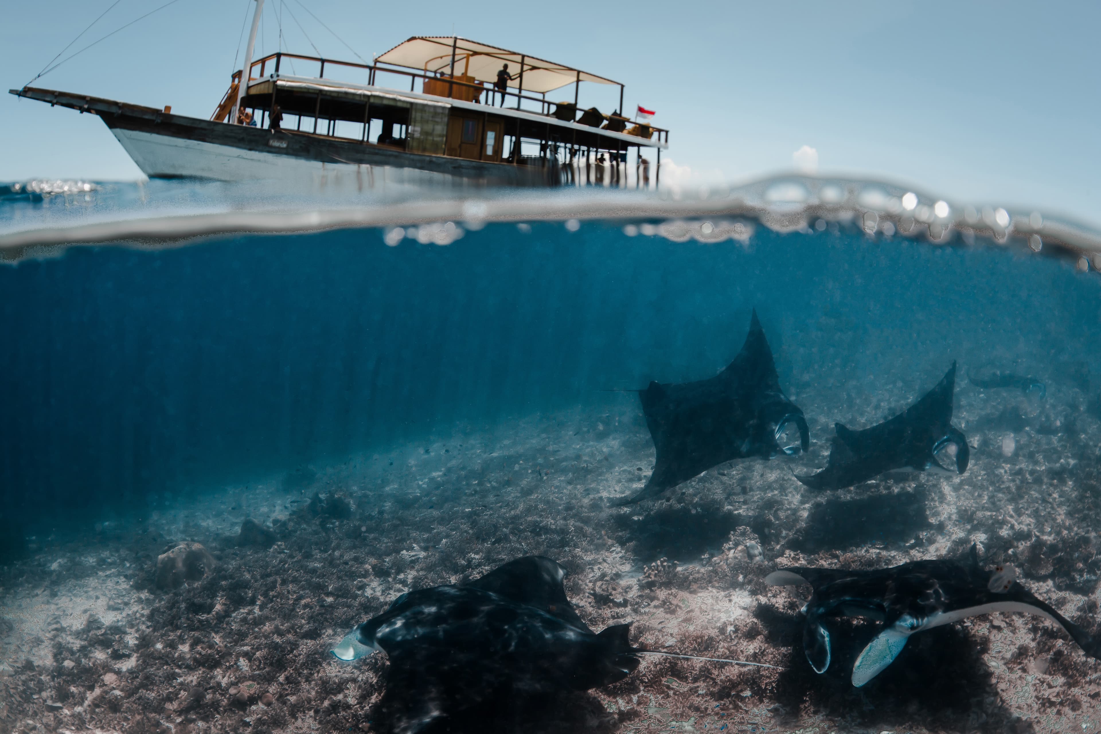 Manta Rhei