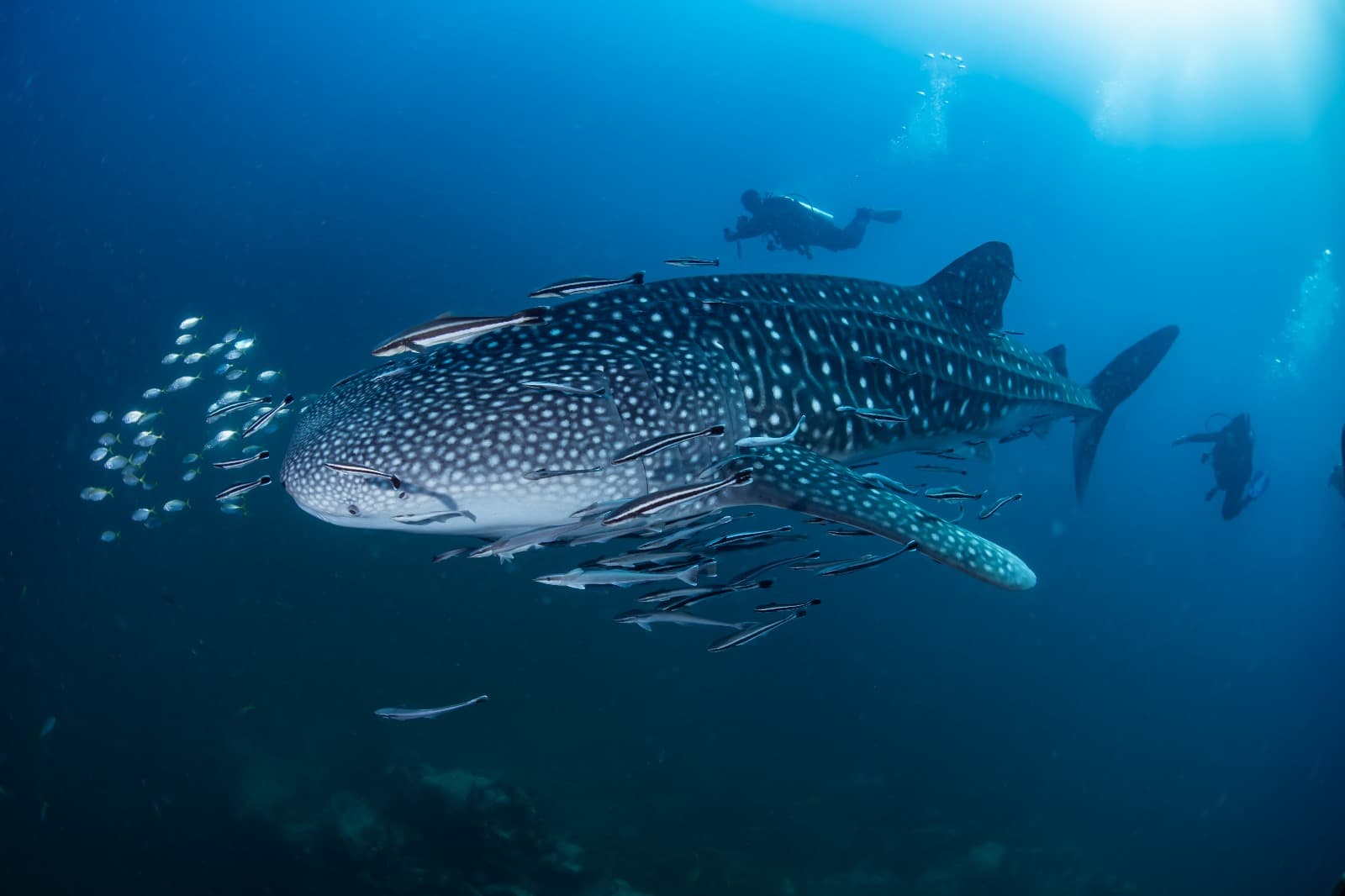 Silent Divers