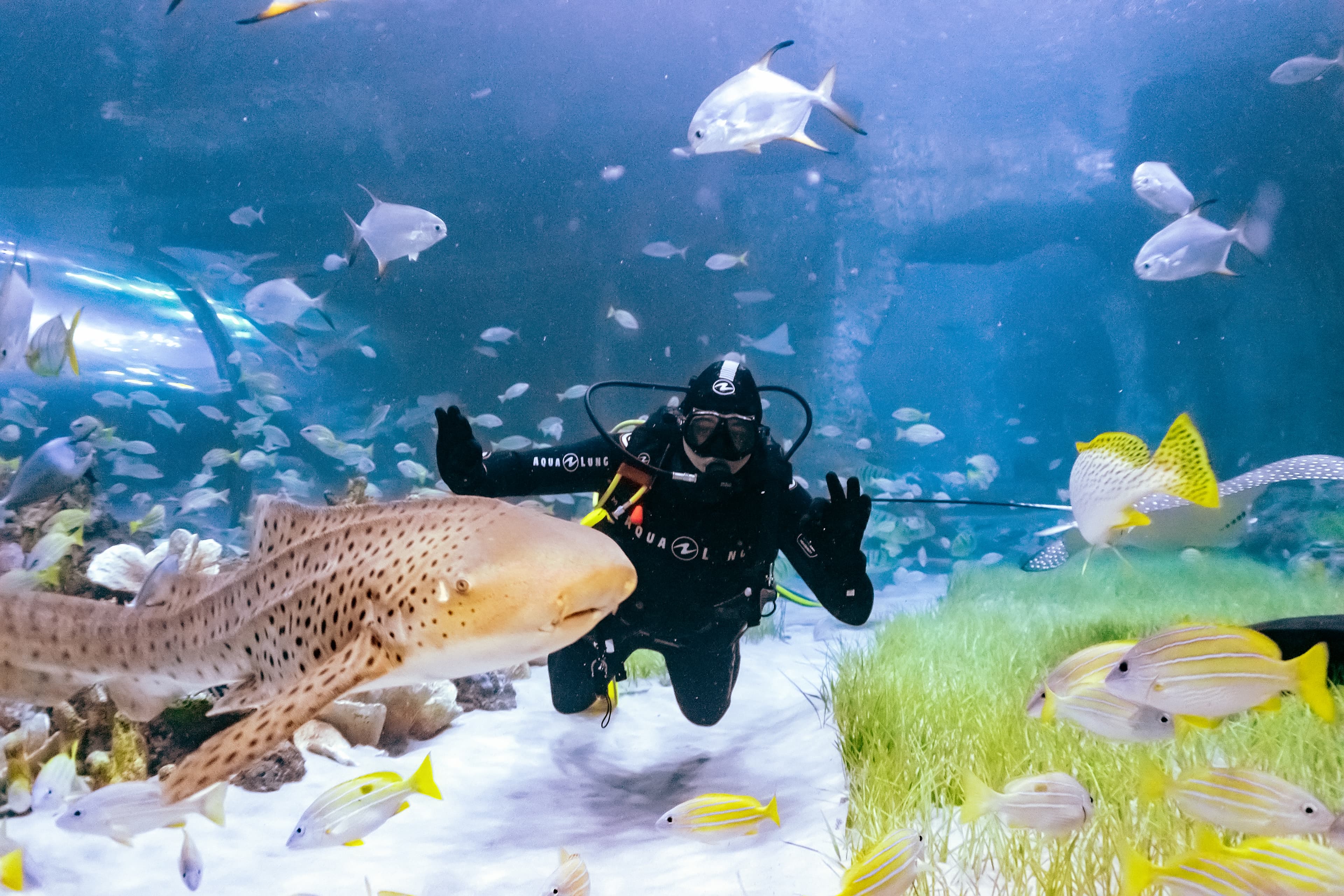 Aquarium Shark Dive
