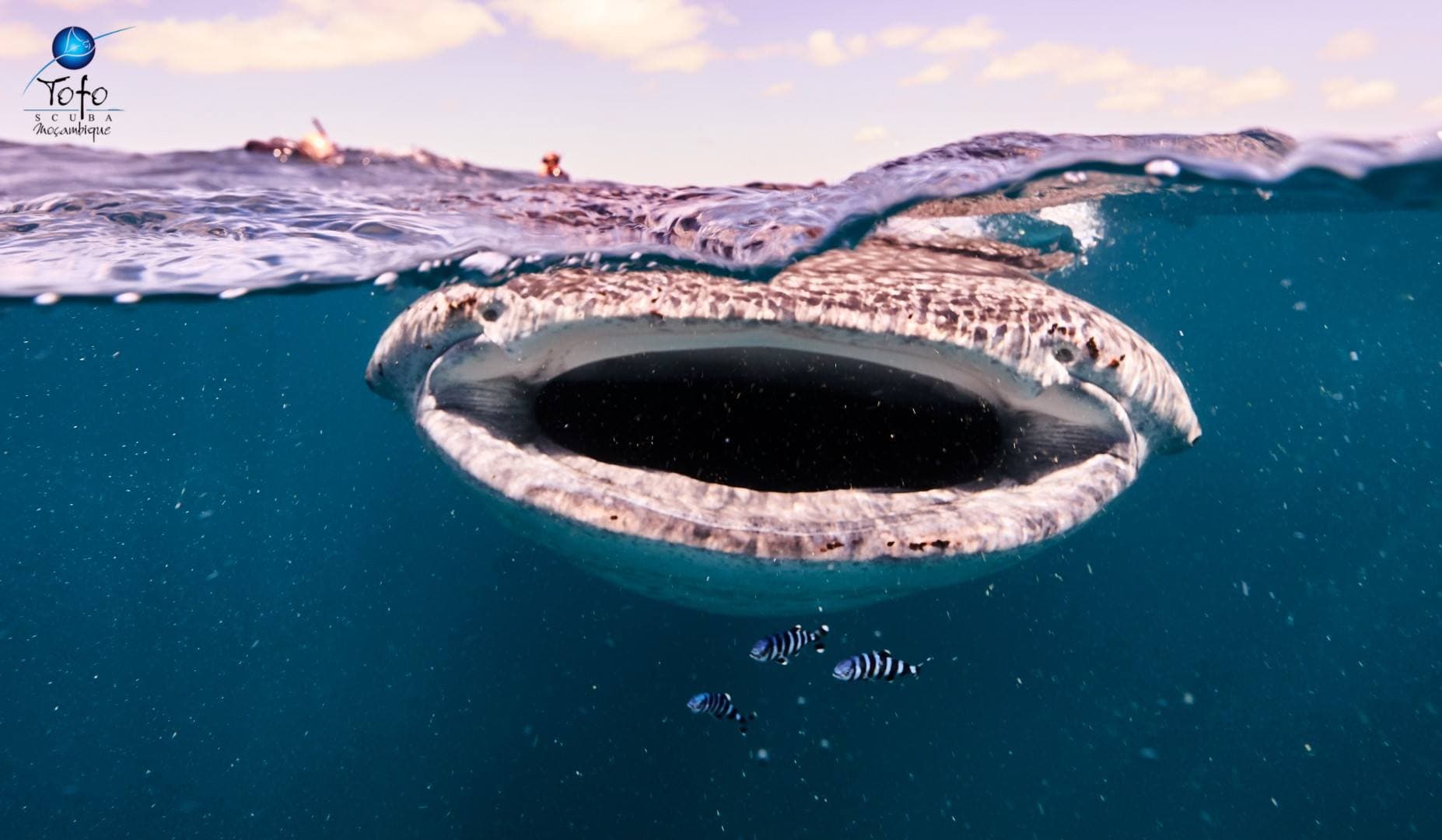 Tofo Scuba