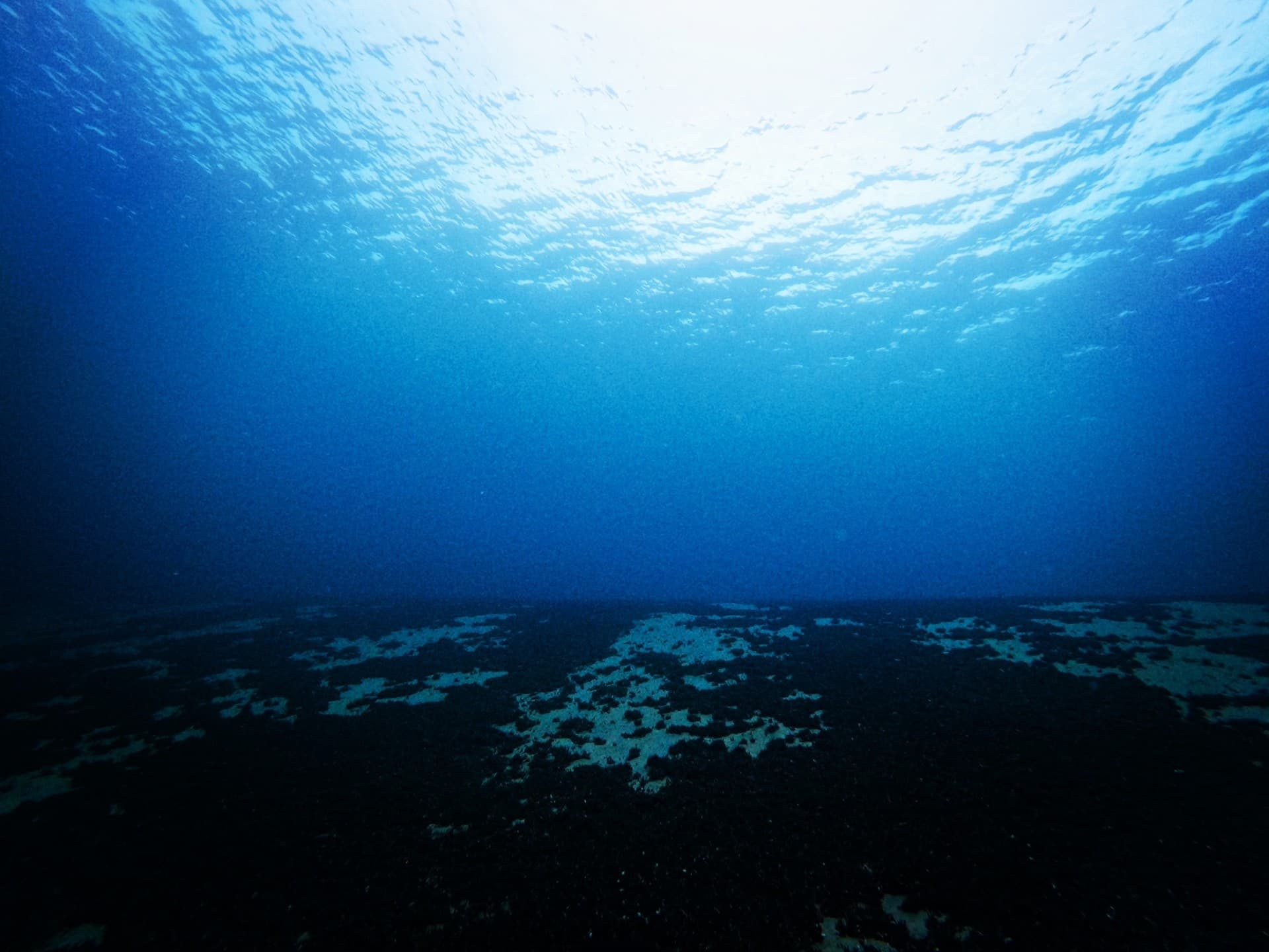 Seal Diving
