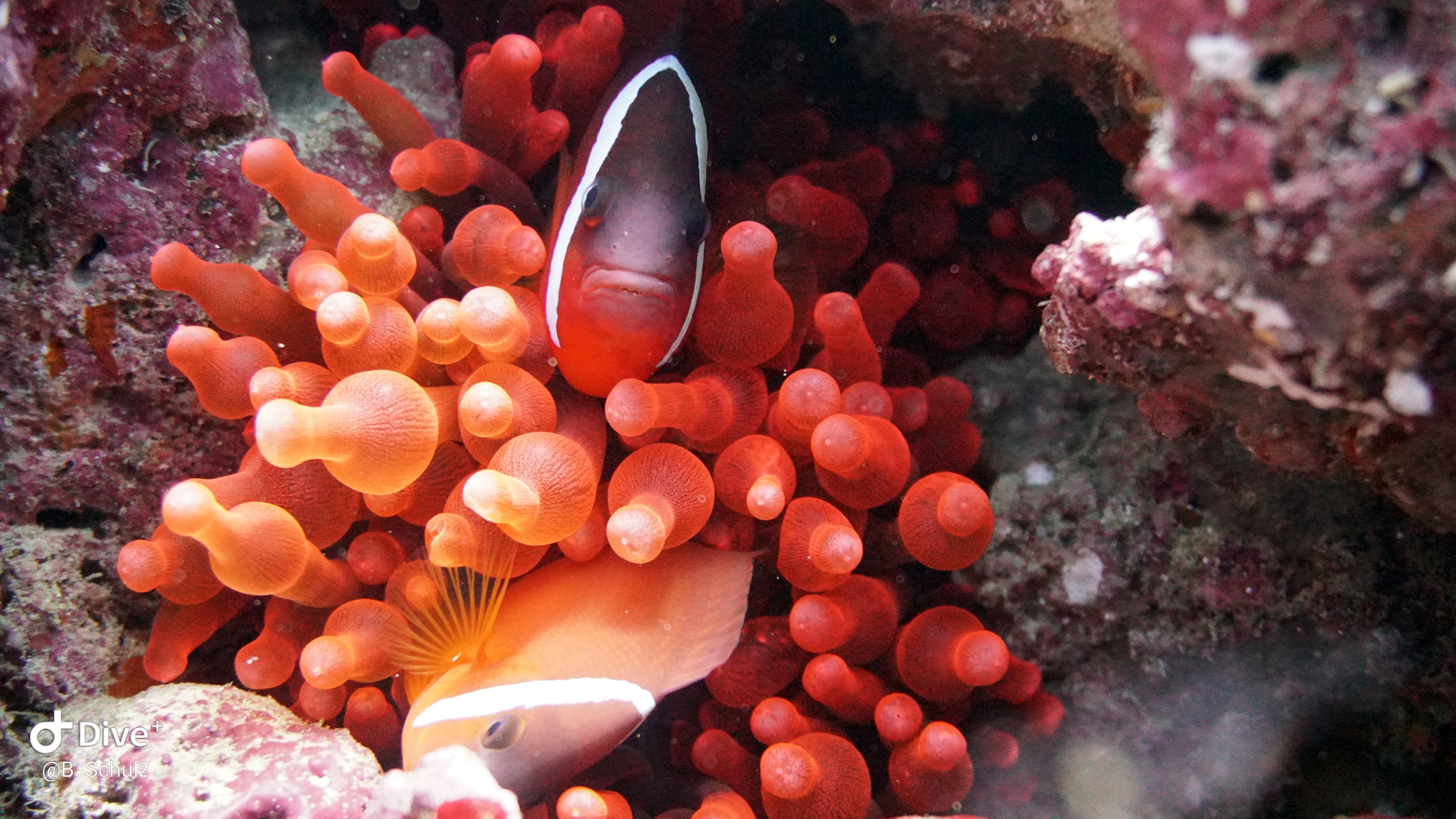 Dive Academy Fiji