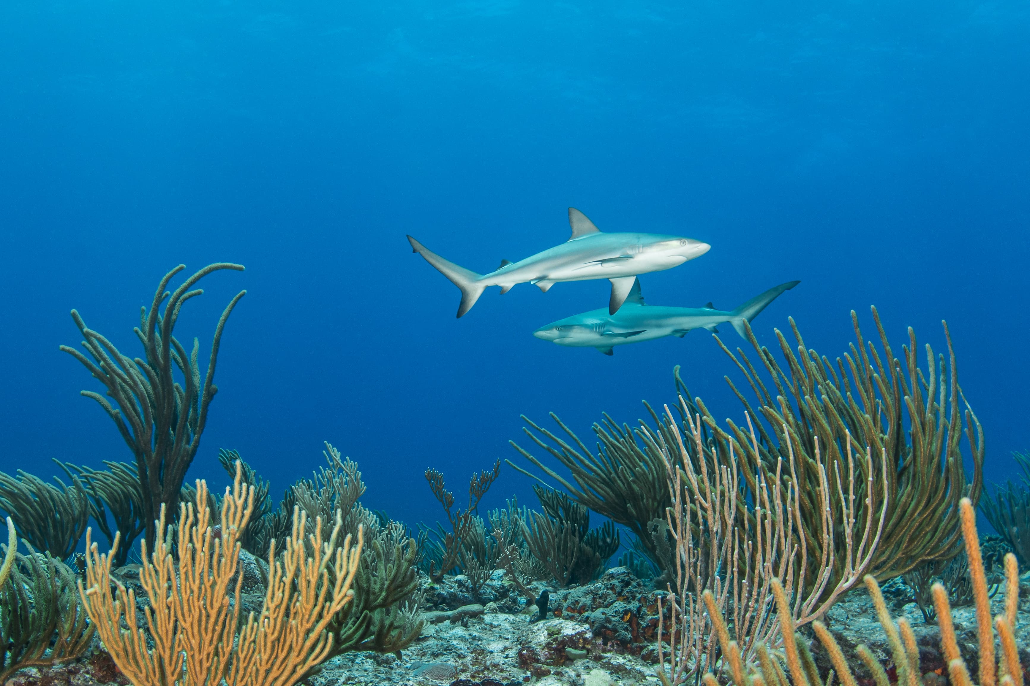 SXM Divers