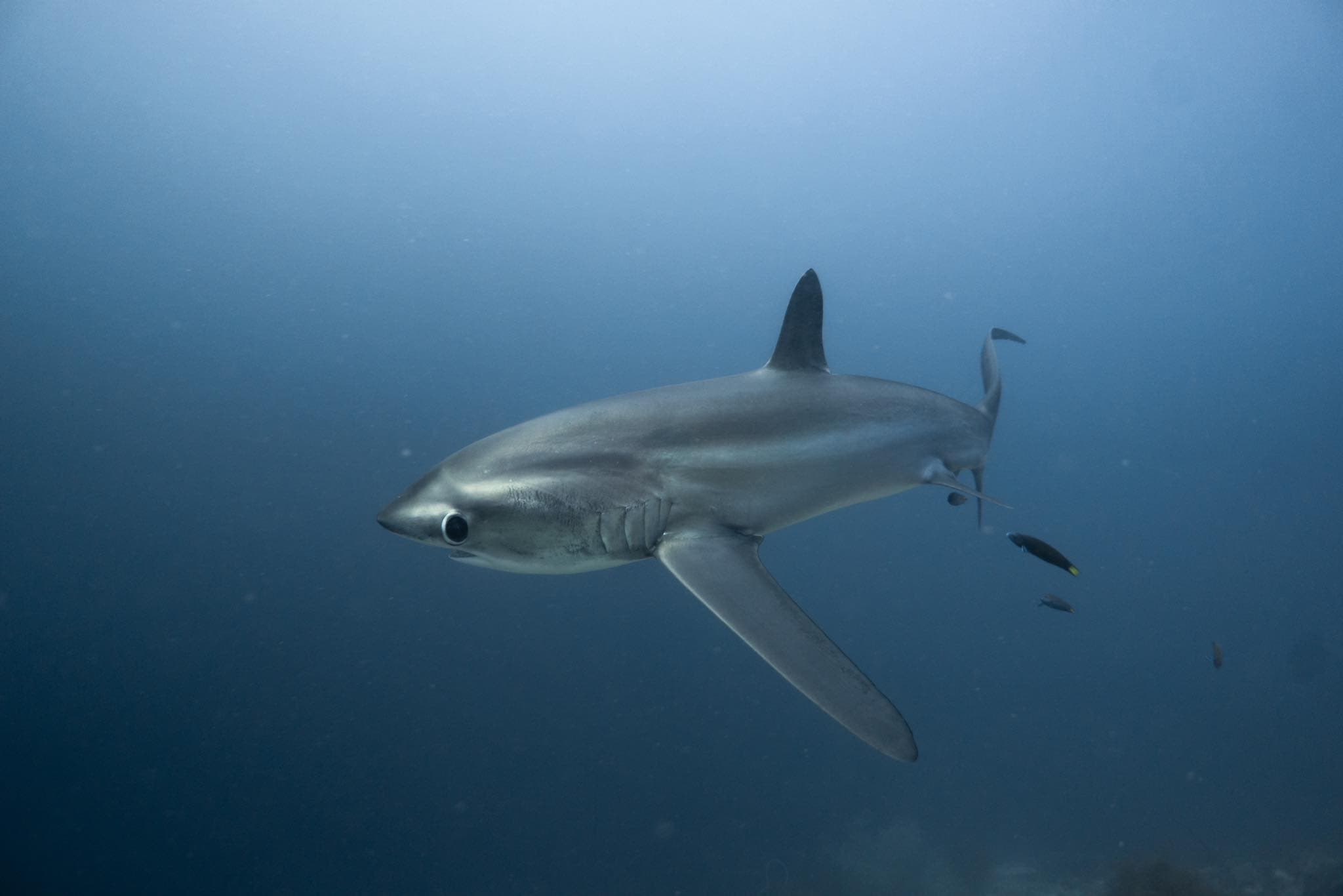 MBI Dive Center