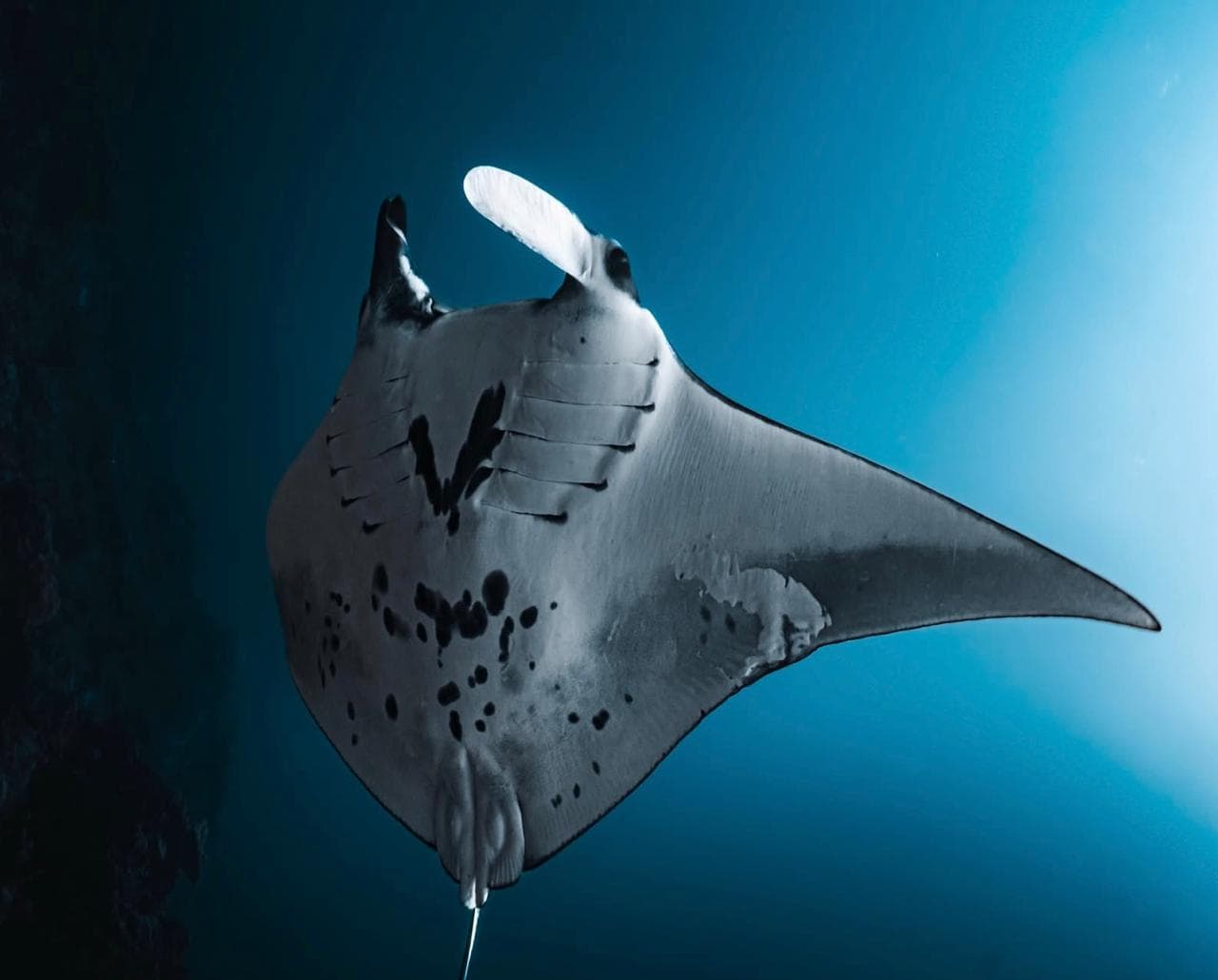ChrisDiving Dive Center — 3