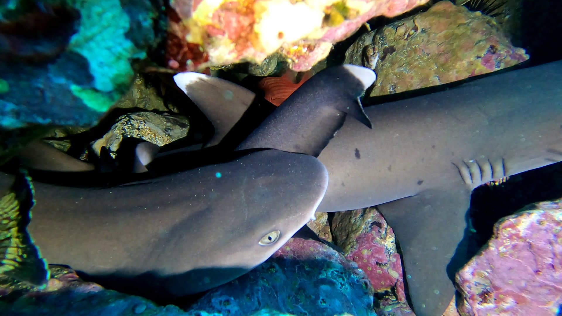 ChrisDiving Dive Center — 9