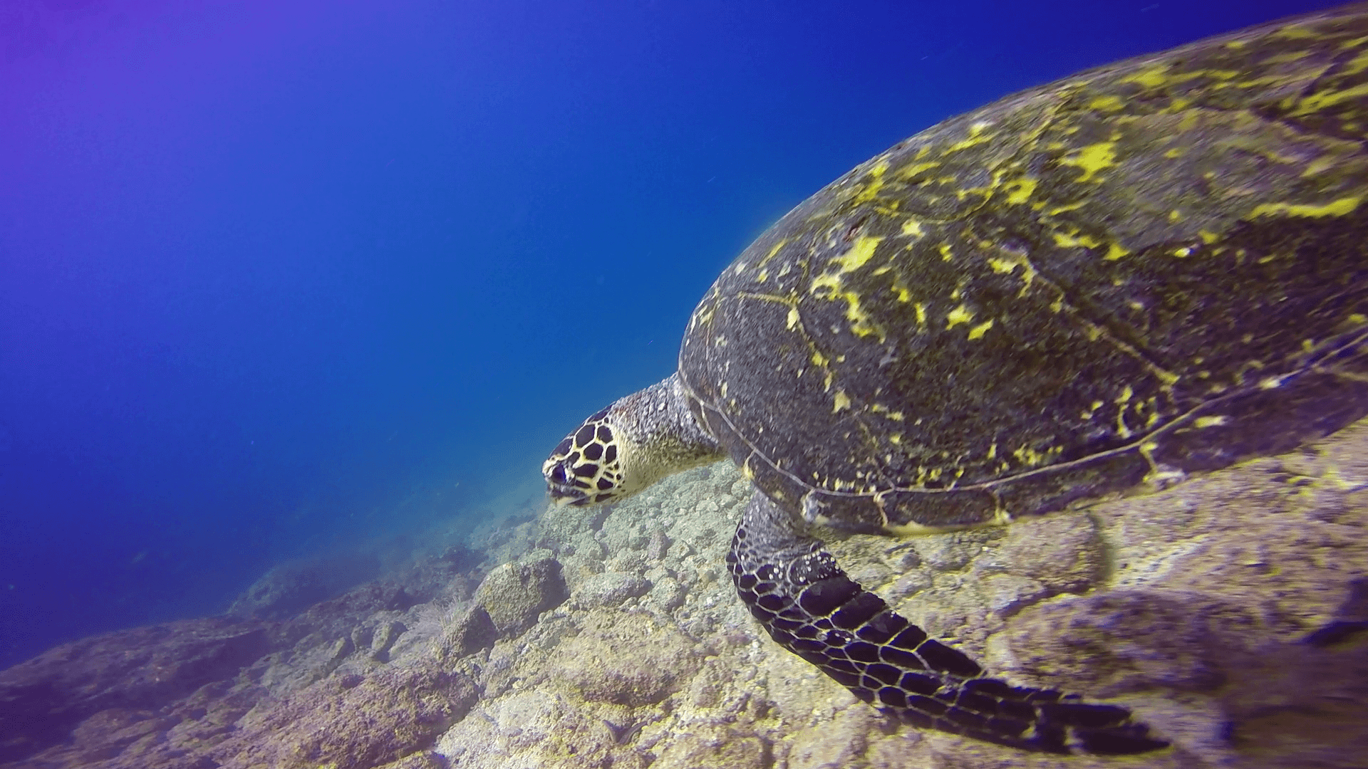 ChrisDiving Dive Center — 10